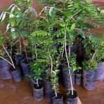 Meio Ambiente faz doação de mudas nativas